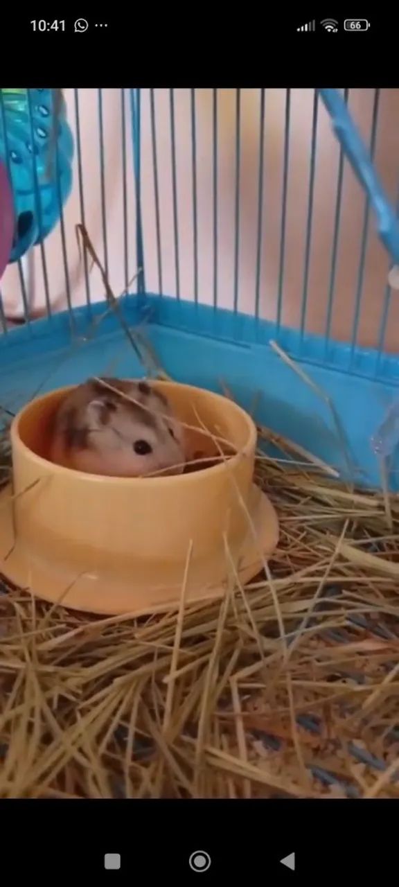 Hamster com Gaiola  ? - Foto 2