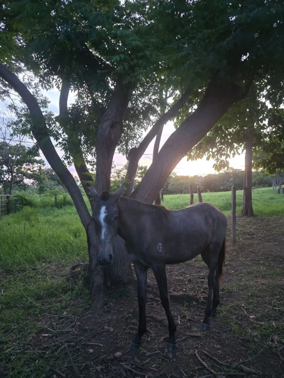 POTRA MANGALARGA MARCHADOR REGISTRADA
