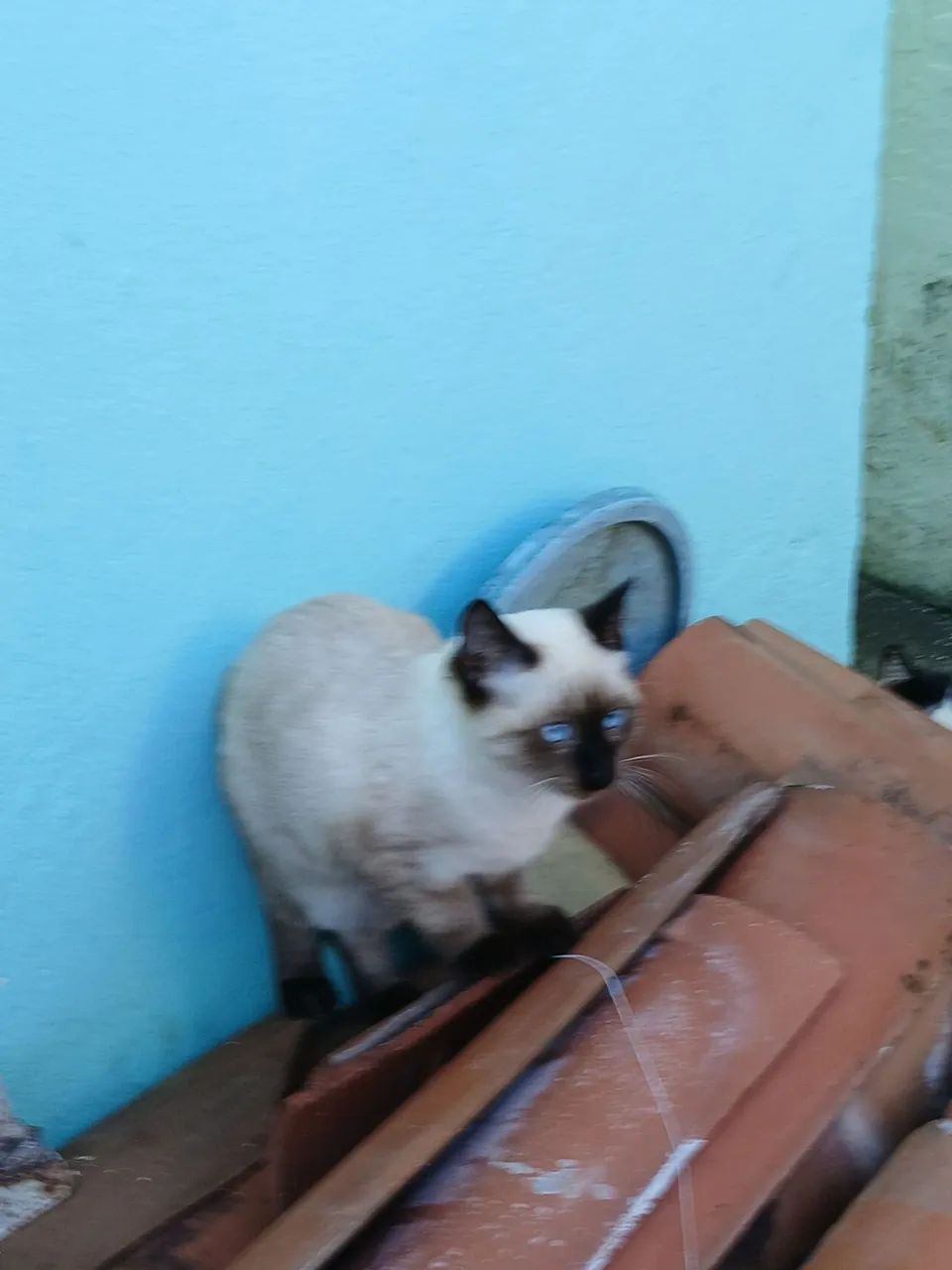 Animal para adoção  - Foto 2