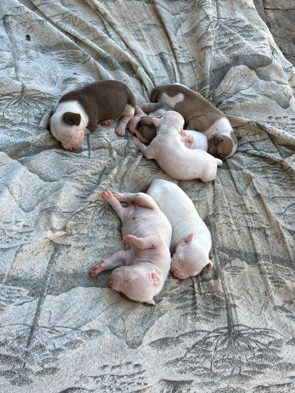 Pitbull - Foto 2