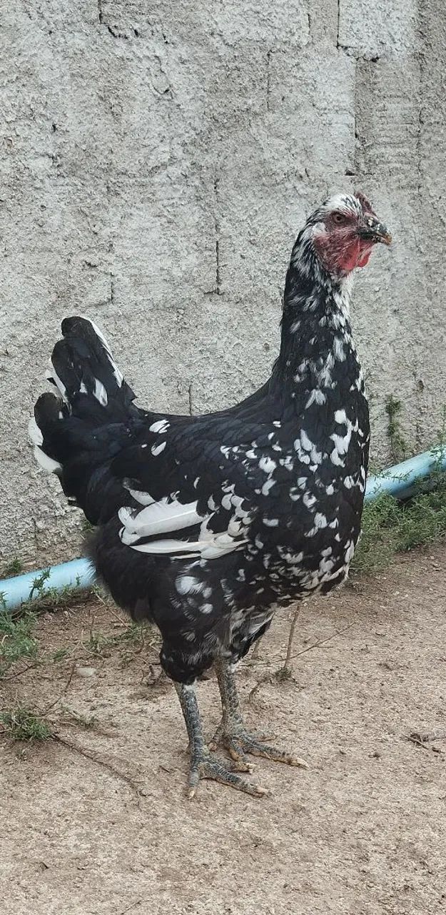 Frango e frango balão Sergipano 