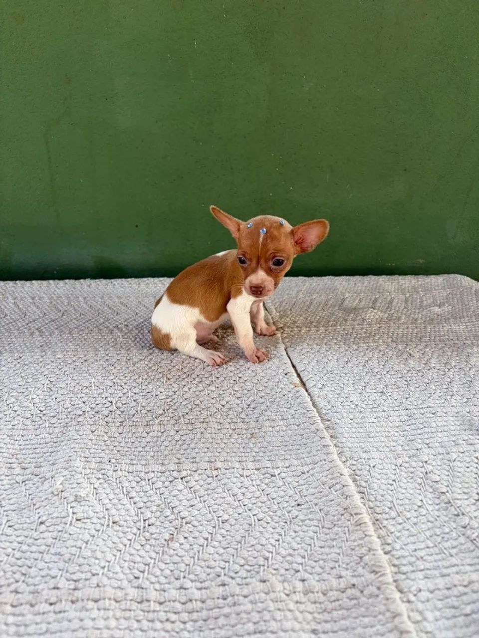 Filhote Pinscher Macho - Foto 4