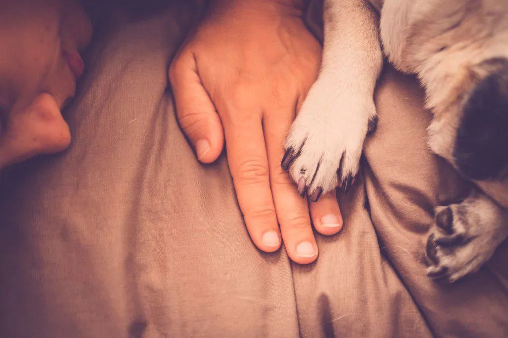 300 creche & hotel pet combos pacotes promocionais - Foto 4