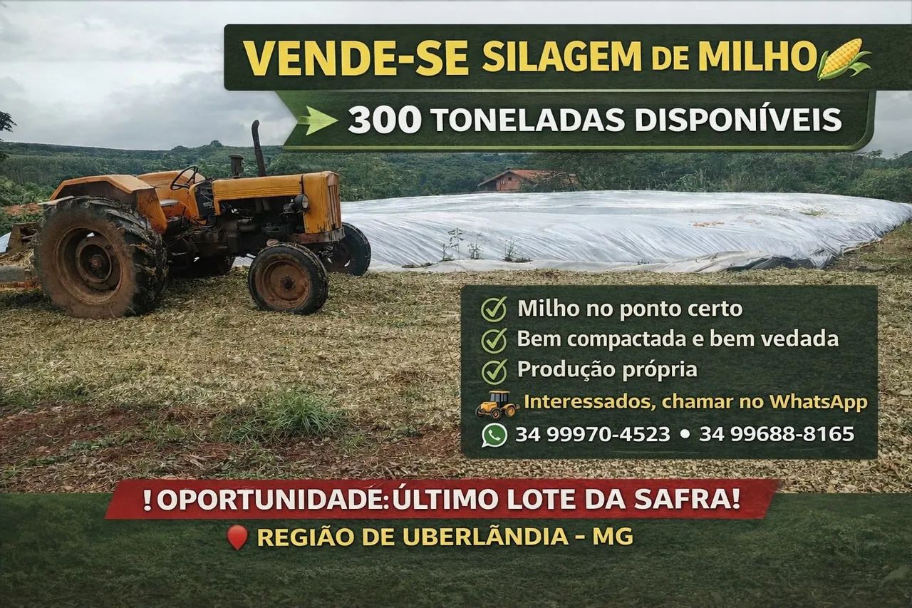 Silagem de milho