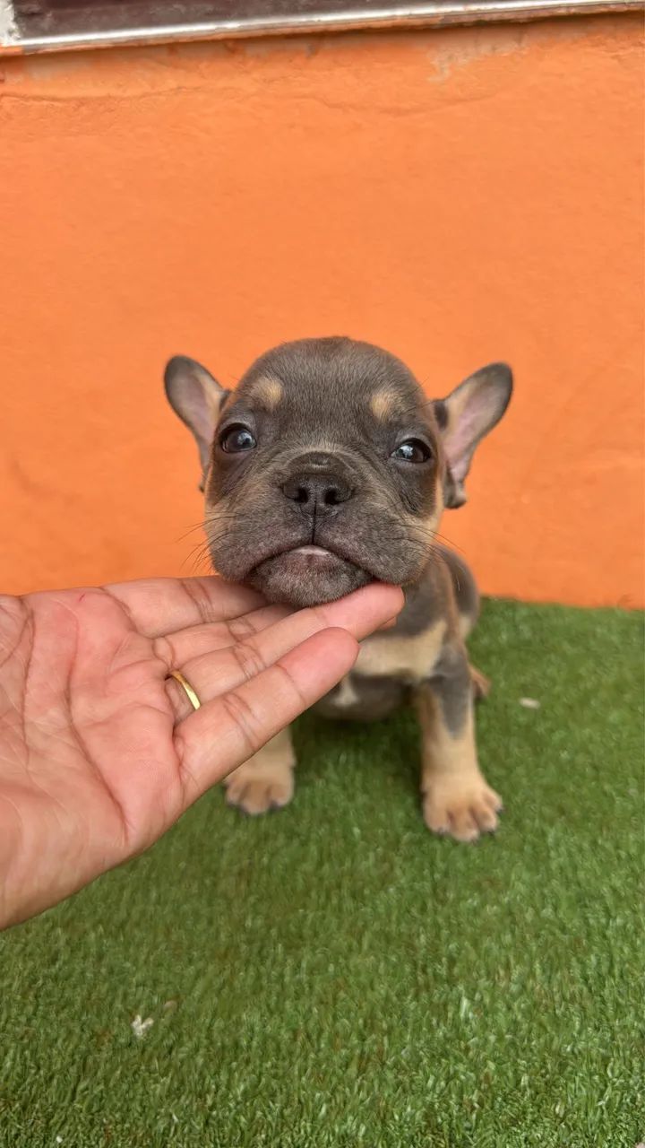 American Bully  - Foto 3