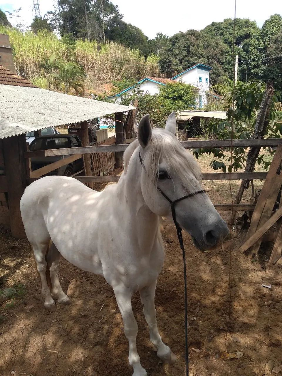 Cavalo marcha batida  - Foto 4