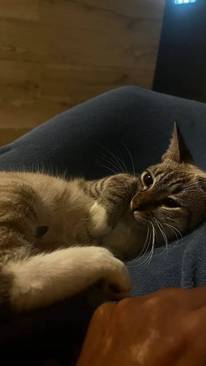 Doação de gatinhas  - Foto 2
