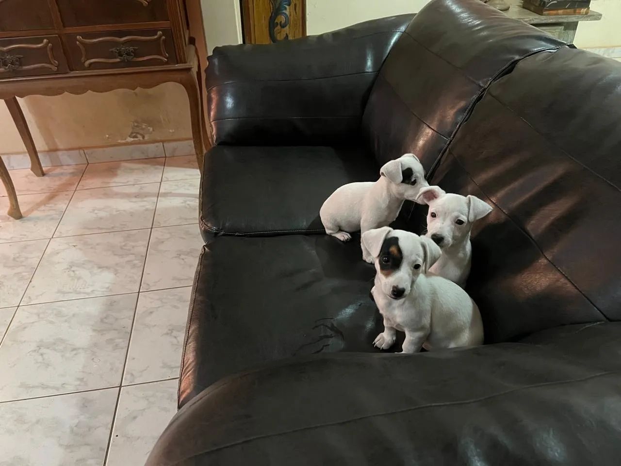 Filhotes Jack Russel Terrier  - Foto 3