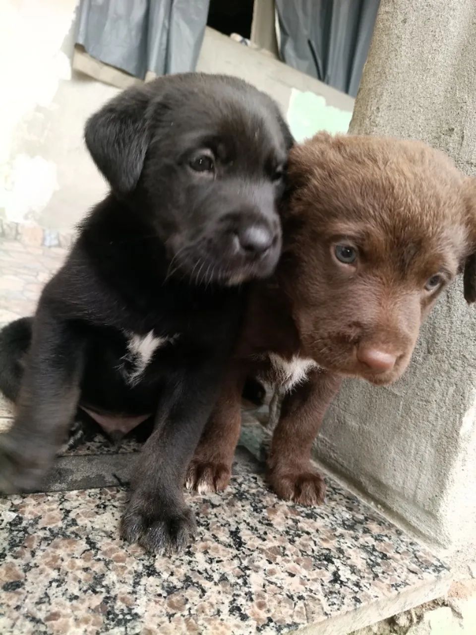 Filhotes de Labrador com Rottweiler  - Foto 2