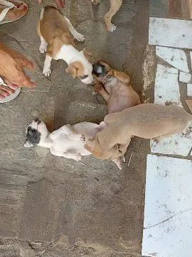 Doação de cachorro ZAP * - Foto 3