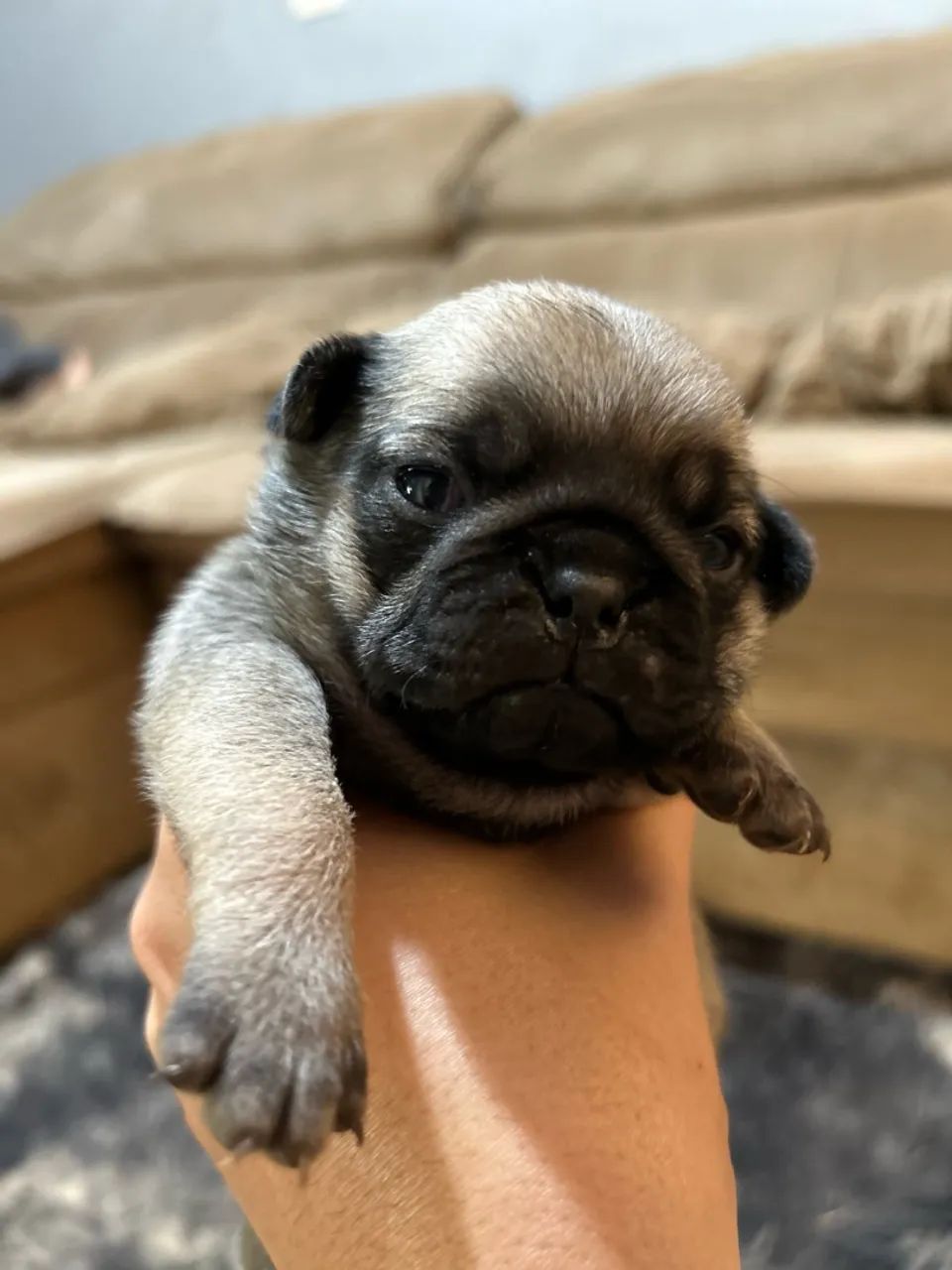 Pug - Foto 2