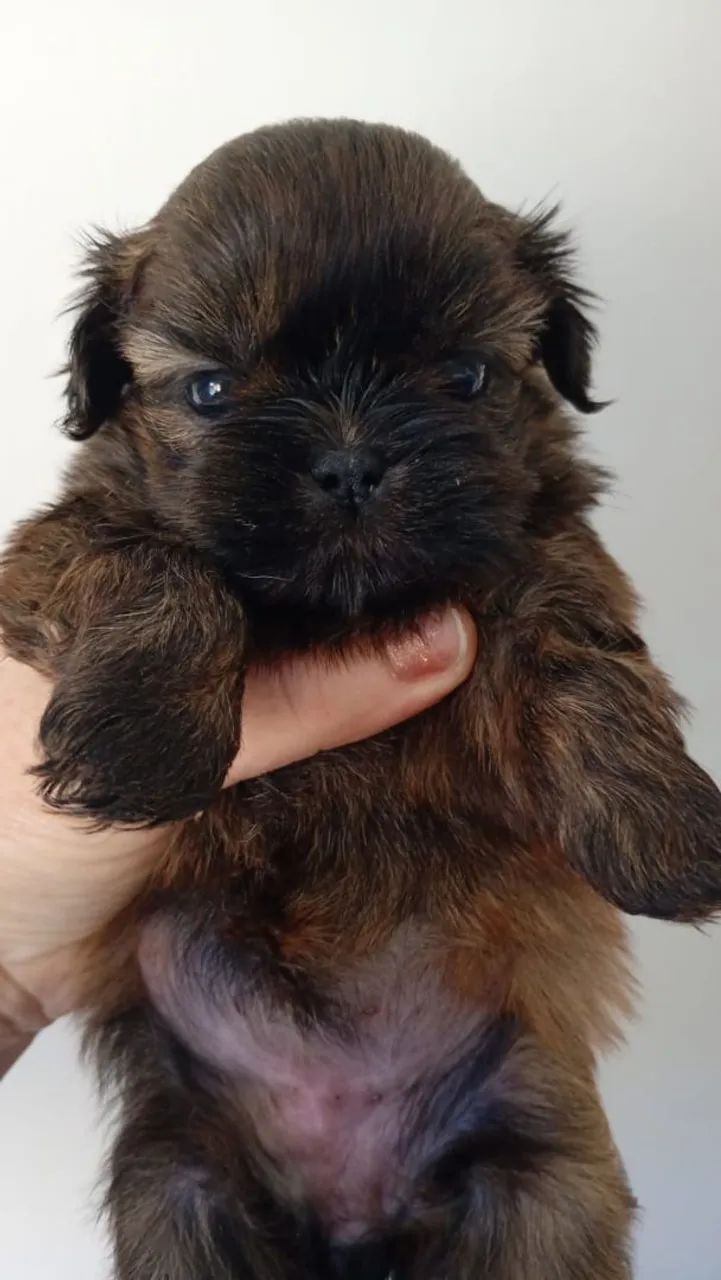 Femeas e machos de shih-tzu  - Foto 3