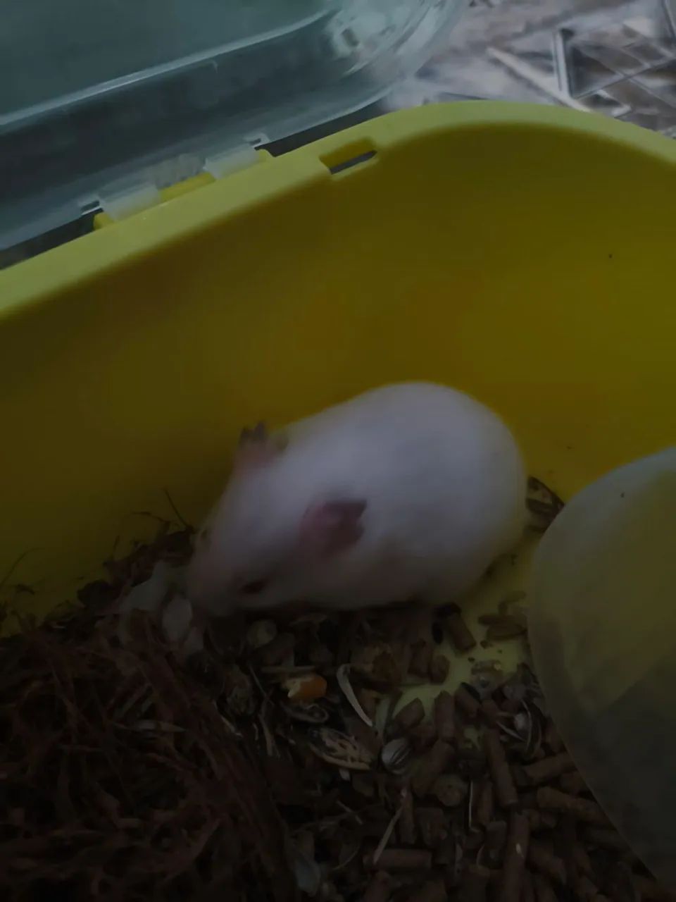 Hamster branco do olho vermelho  - Foto 2