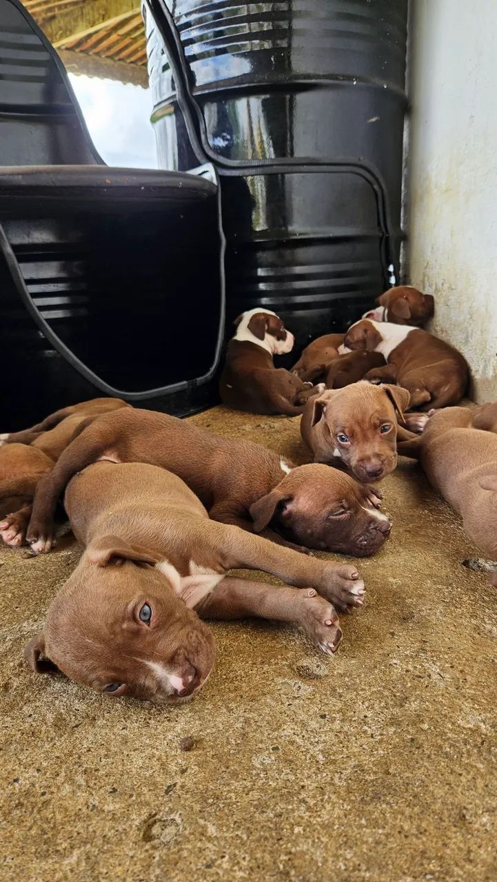 Ninhada de Pitbull disponível para reserva - Foto 6