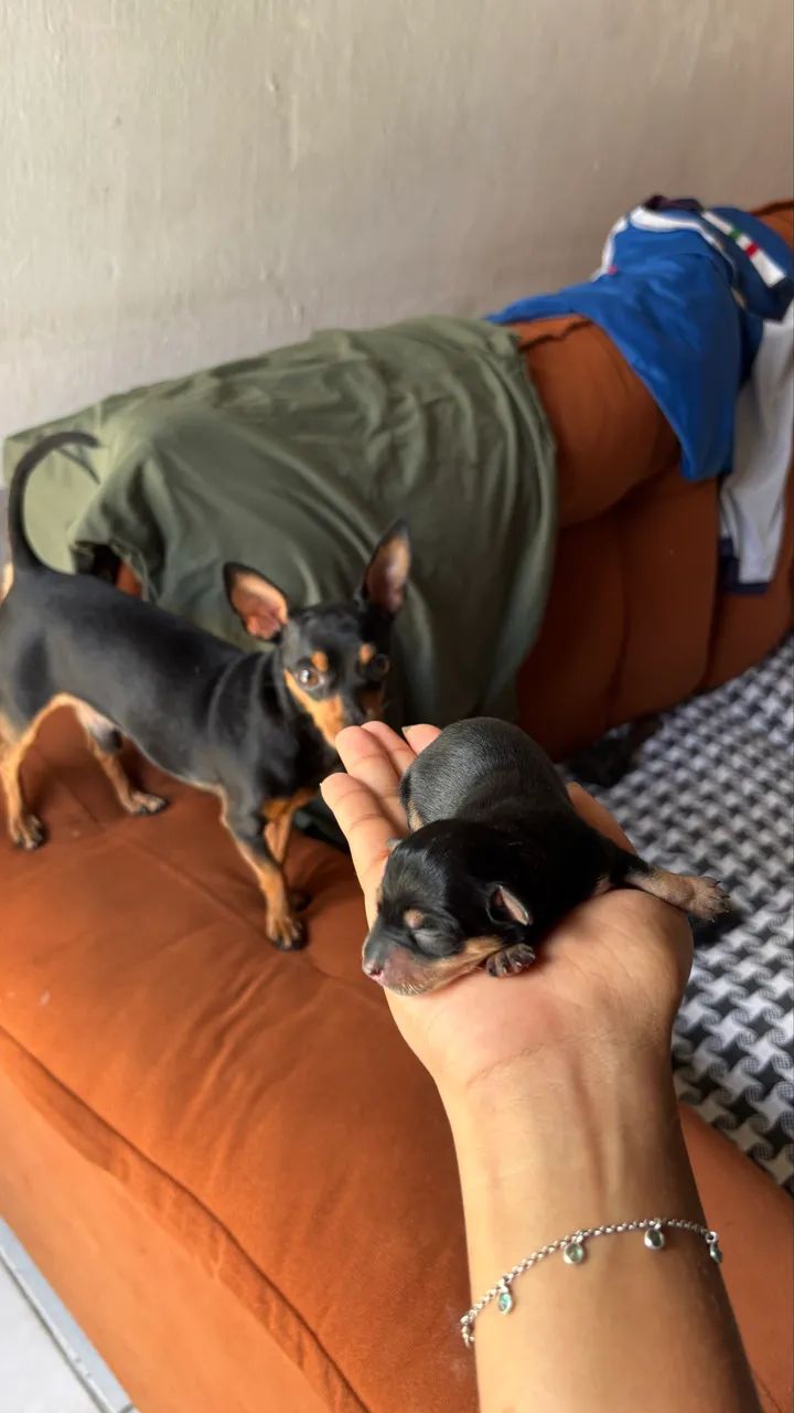 Filhotes de Pinscher  - Foto 3