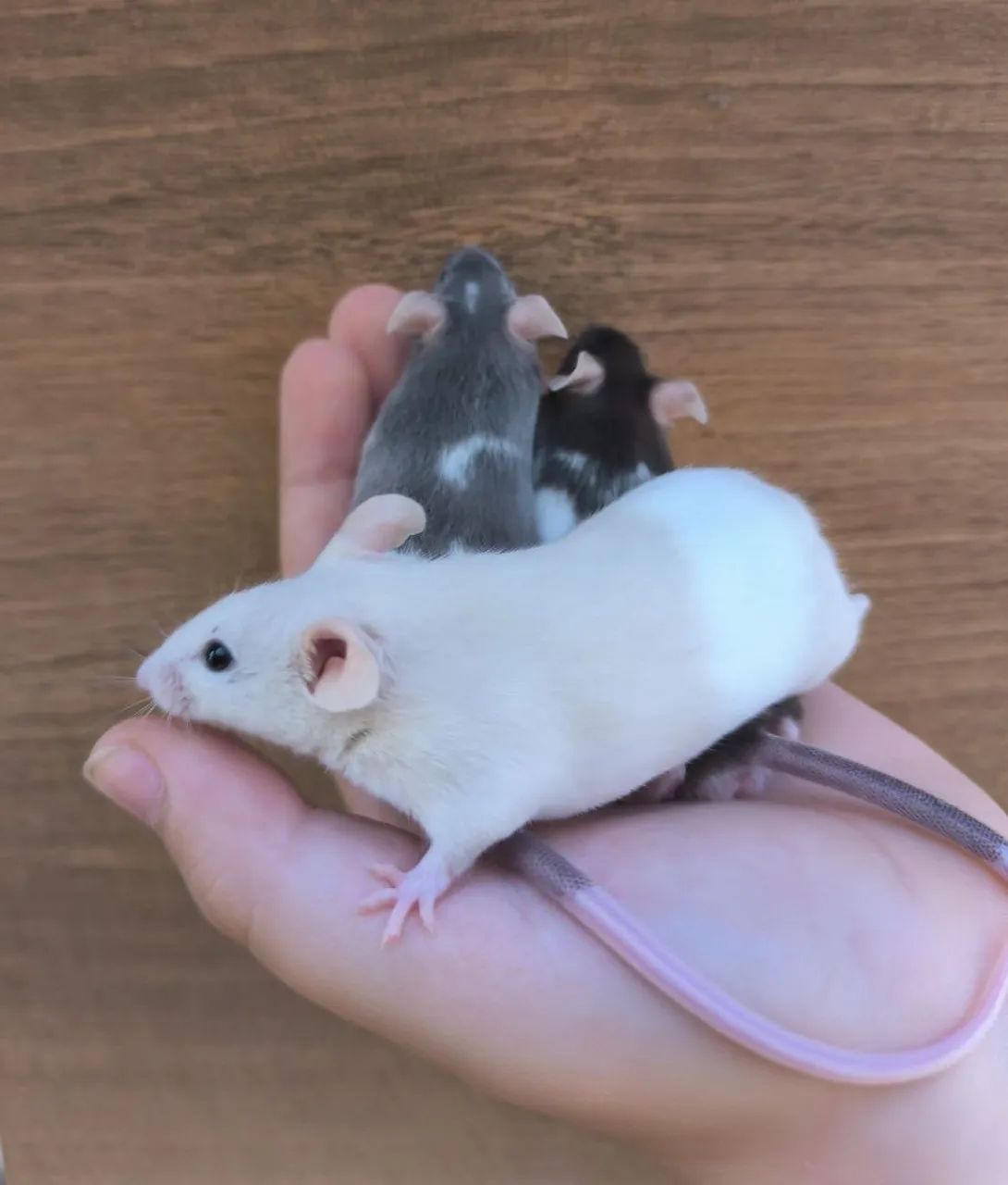 Camundongos para pet ou alimentação para animais não convencionais - Foto 5