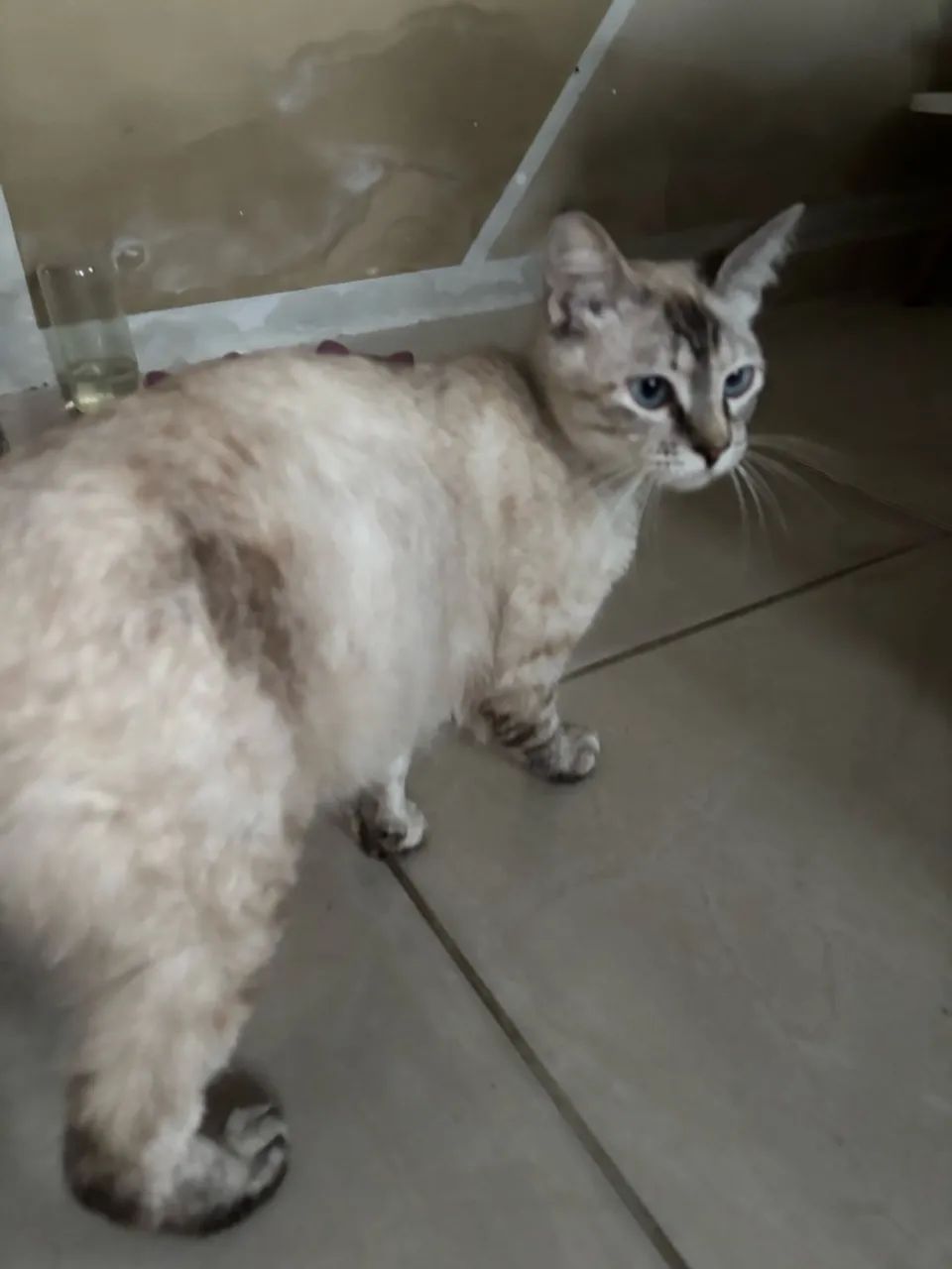 Gata doacao - Foto 2