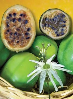 Mudas de Maracujá Pérola do Cerrado - Foto 4