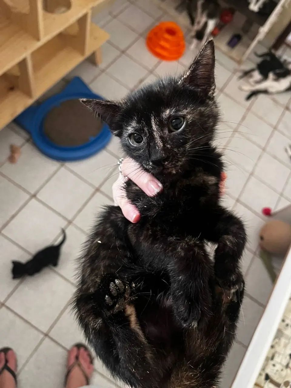 Gatinha para doação 