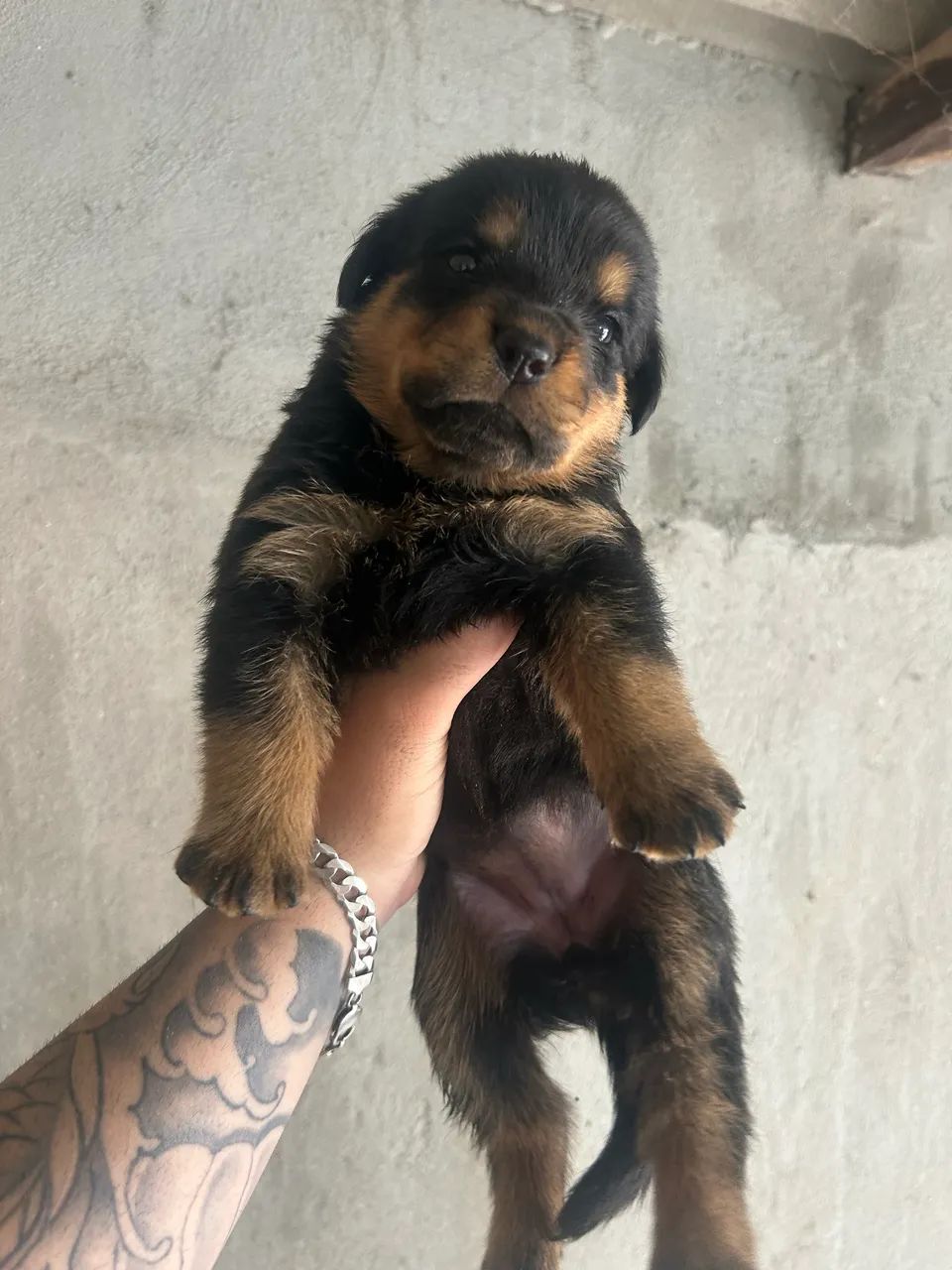 rotweiller filhotes  - Foto 5
