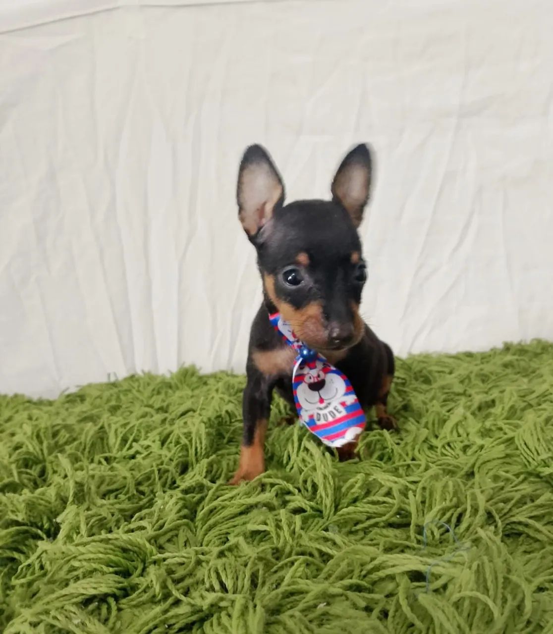 Pinscher fêmea e macho disponível  - Foto 2