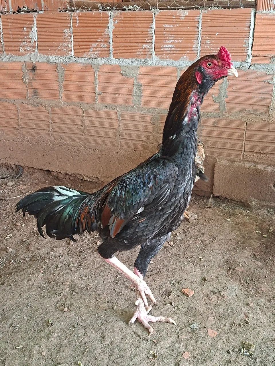 Ovos Frango e pintinho com genética costeiro  - Foto 2