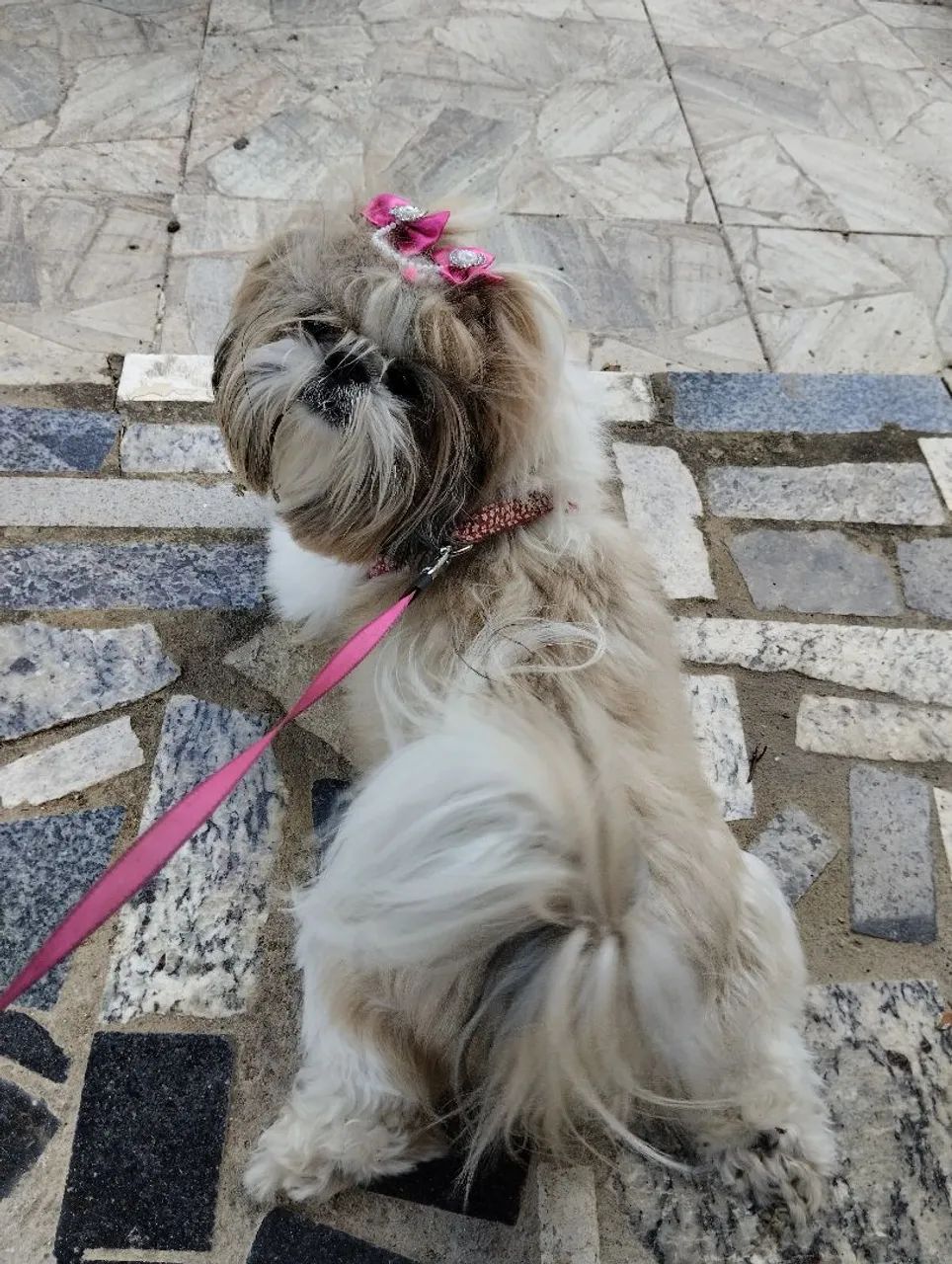 Fêmea Shih tzu  - Foto 4