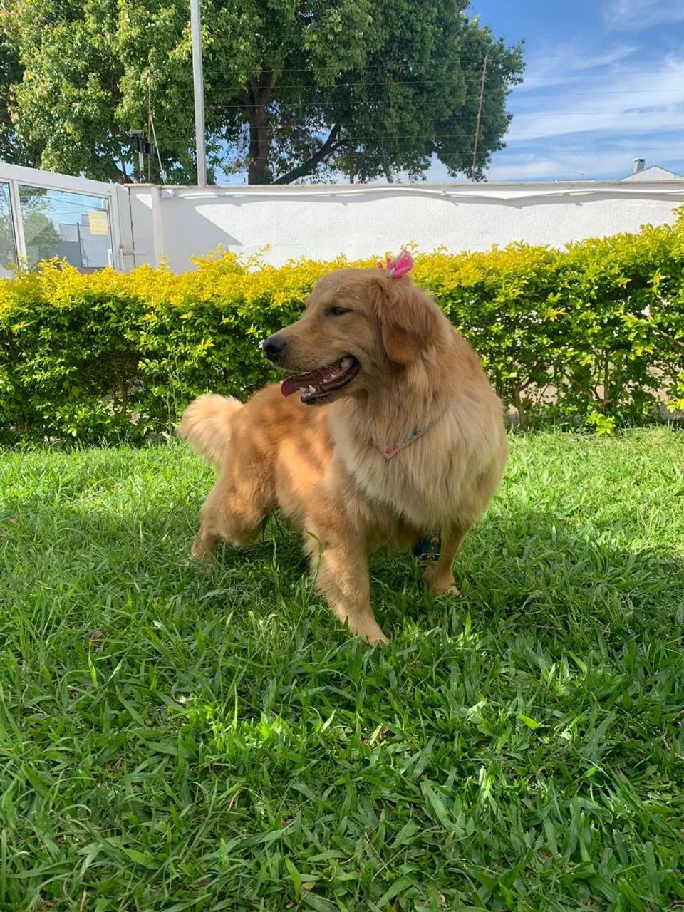 Filhotes de golden retrivier  - Foto 3