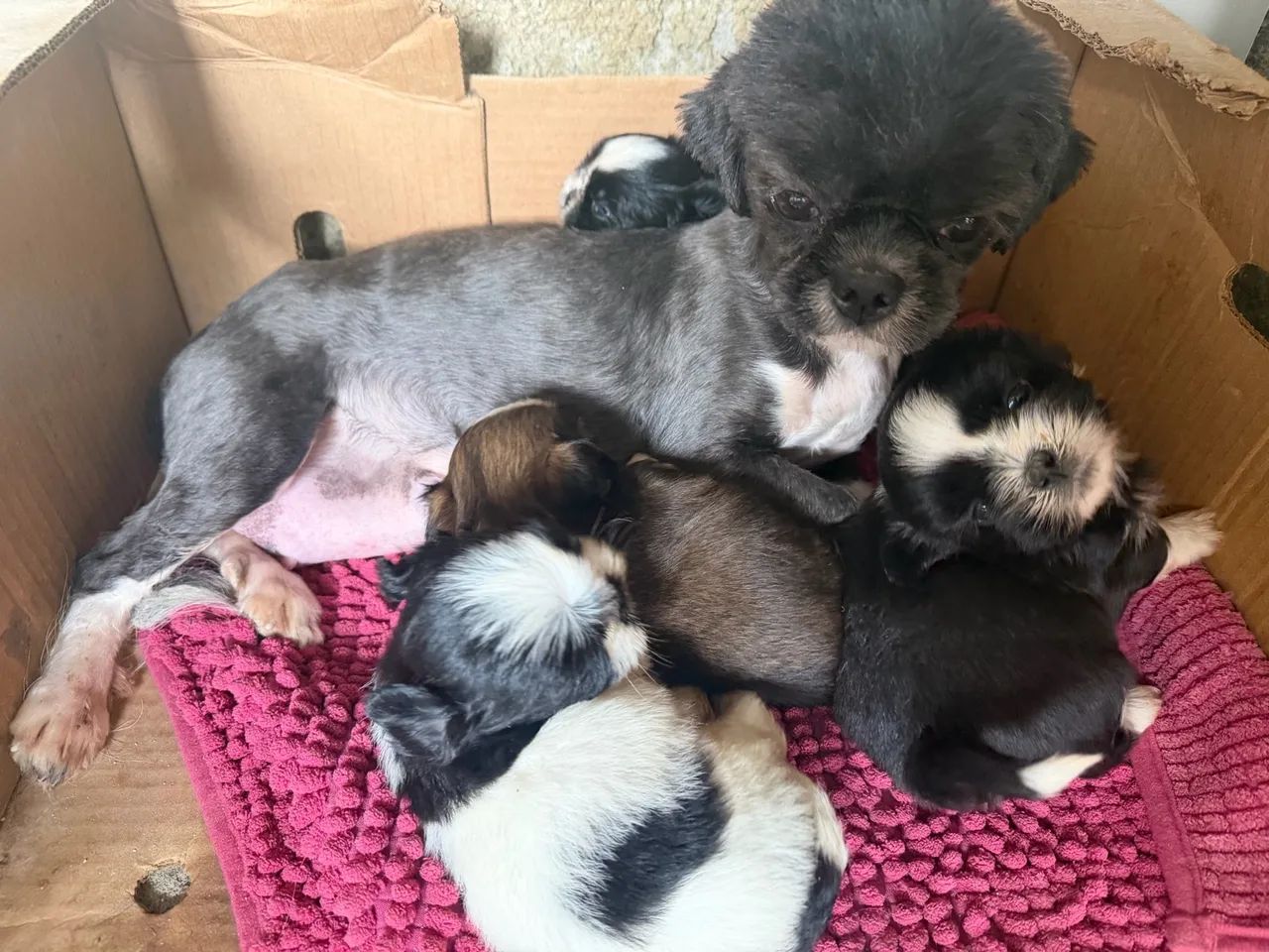 Animais - Foto 3