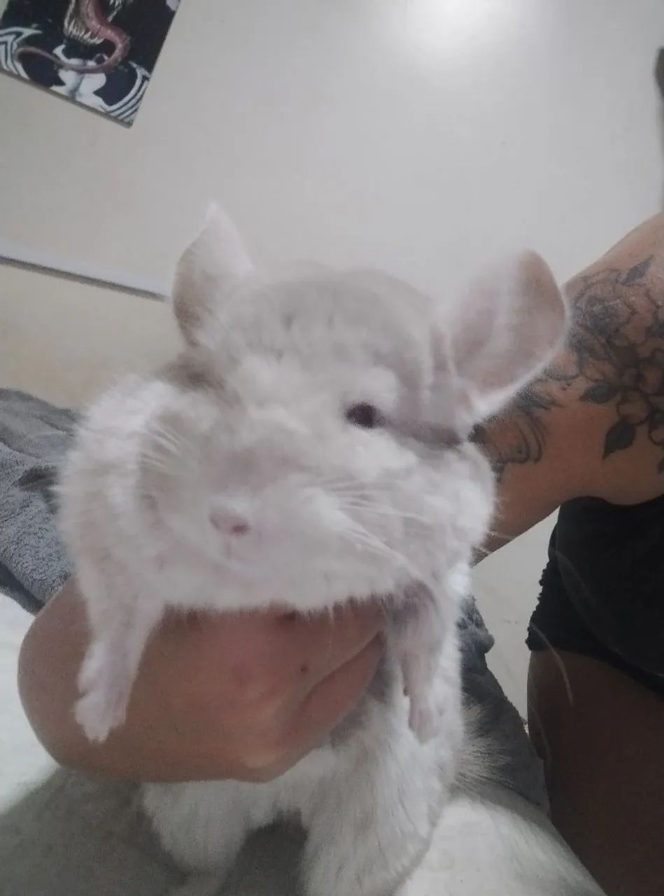 Chinchila  - Foto 2