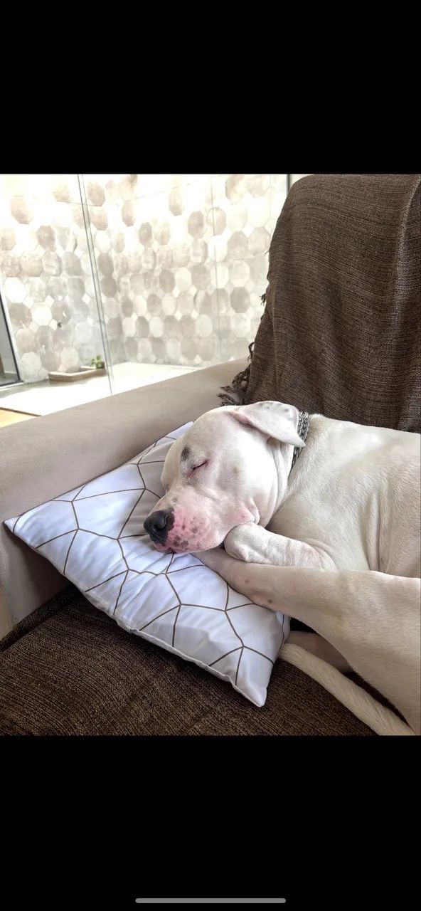 American Bully - Doação  - Foto 5