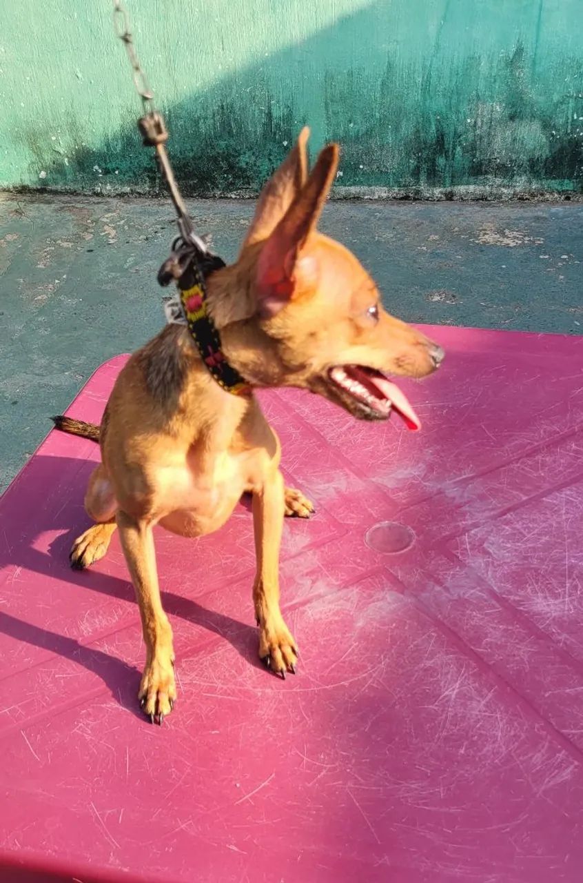 Pinscher n°1 - Foto 5