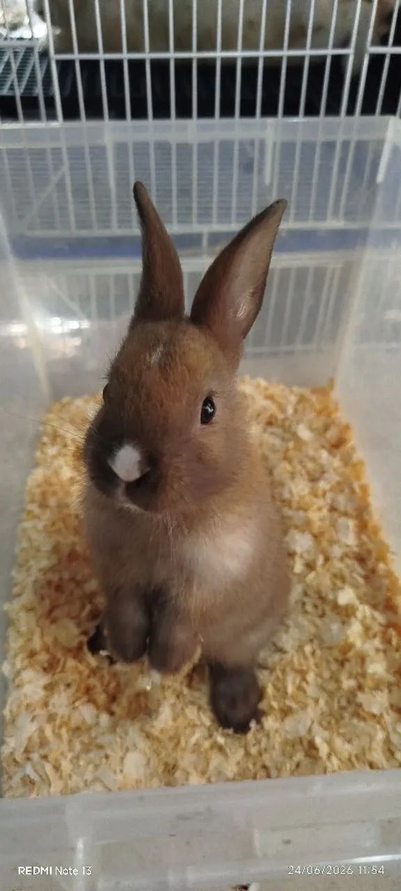 Coelhos filhotes  - Foto 3