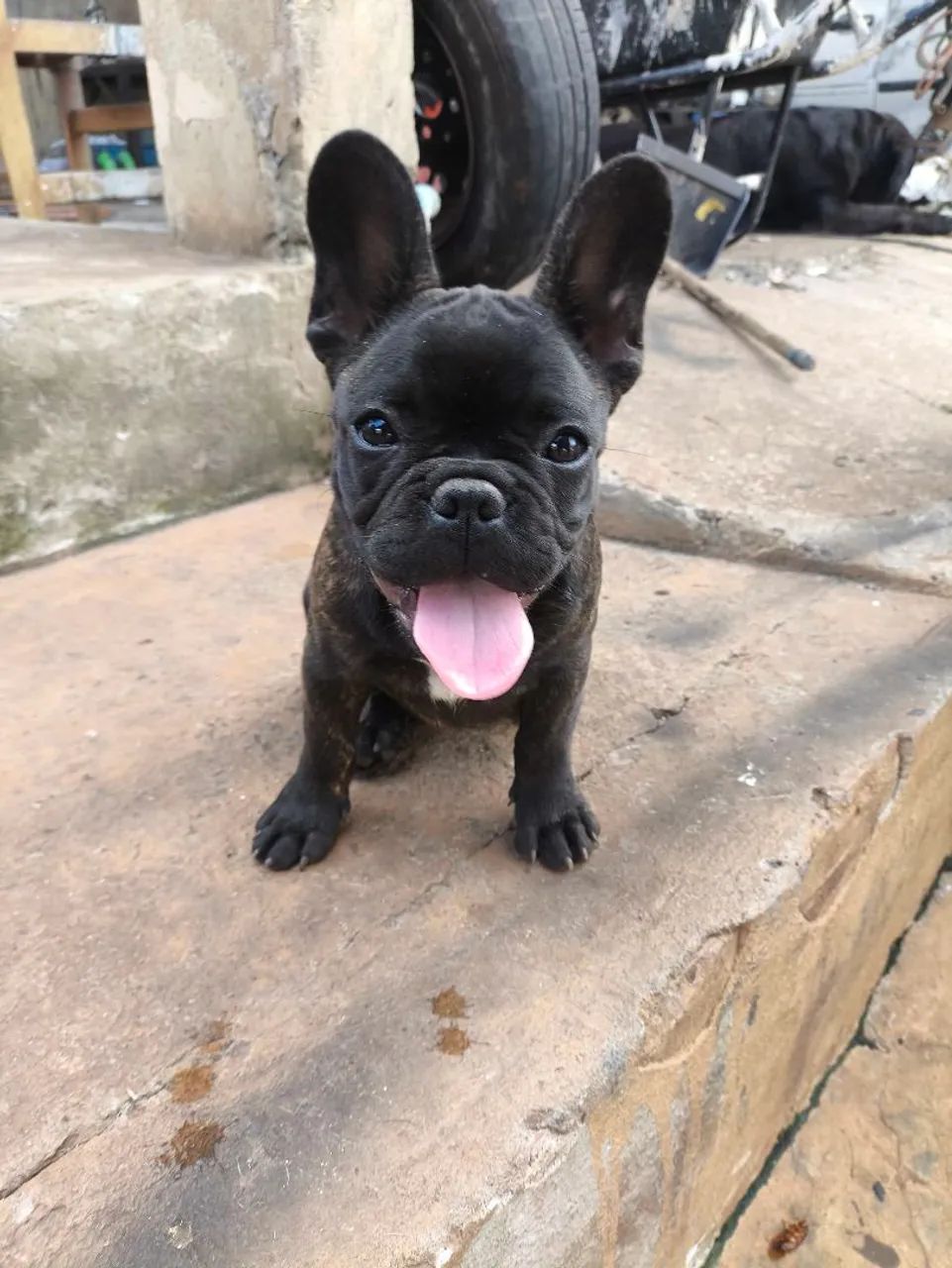 Fêmea linda 3 meses 