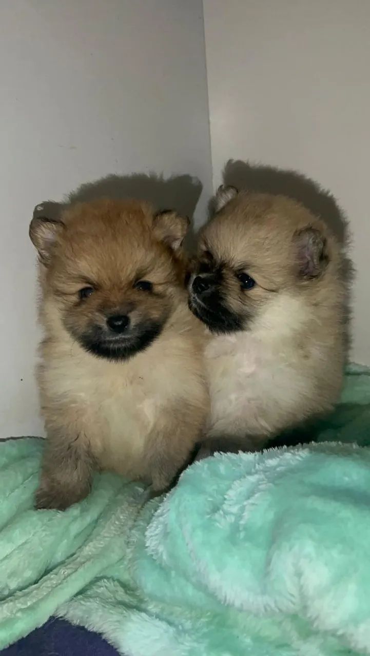 Lulu da Pomerânia  - Foto 2