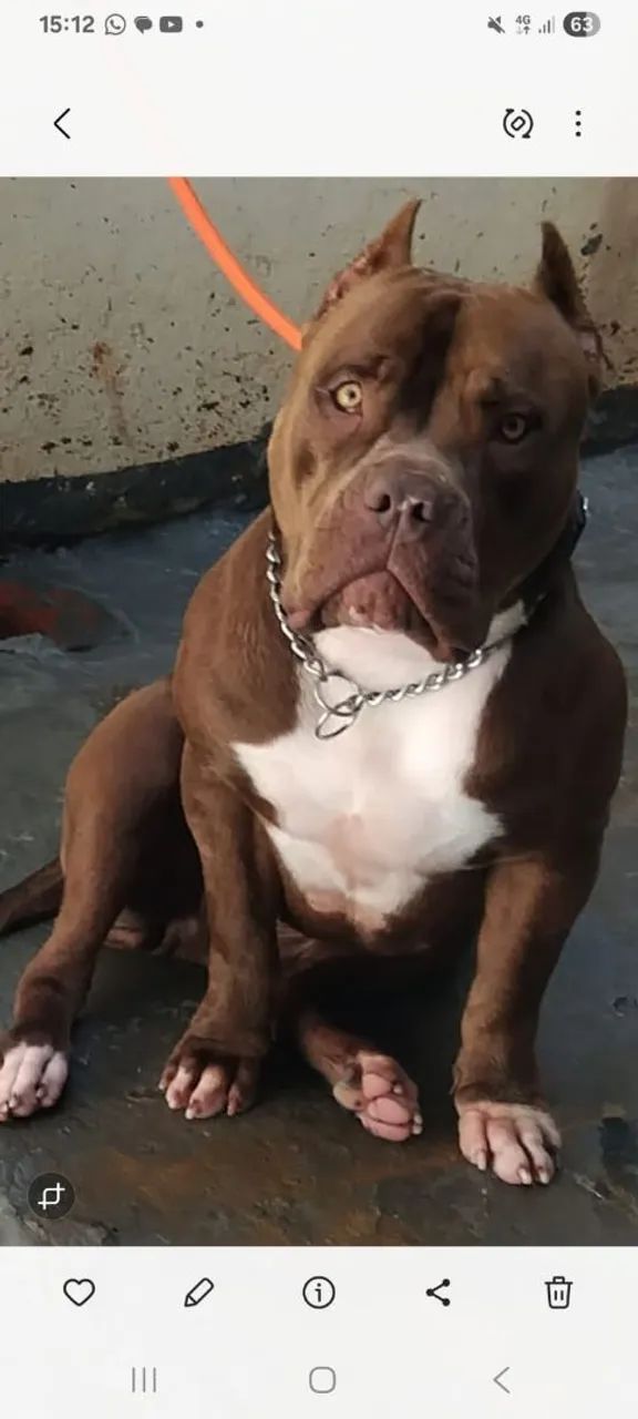 Pitbull Monsters  - Foto 3
