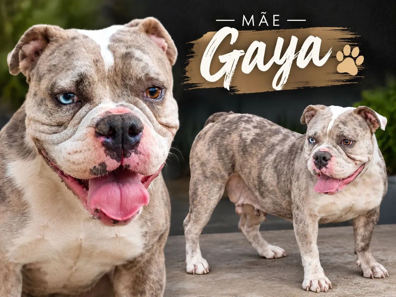 American Bully Pocket - Foto 3