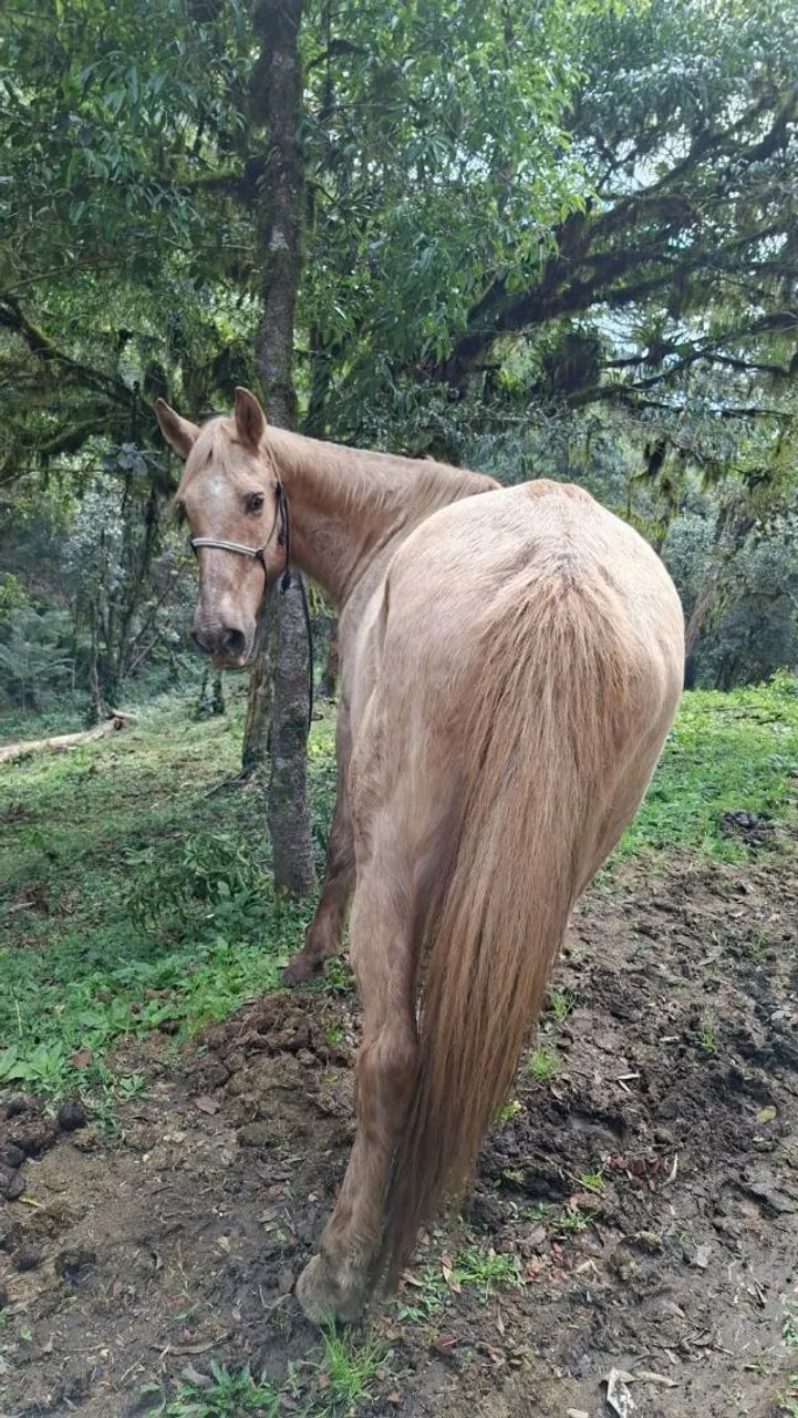 Egua mansa  - Foto 4