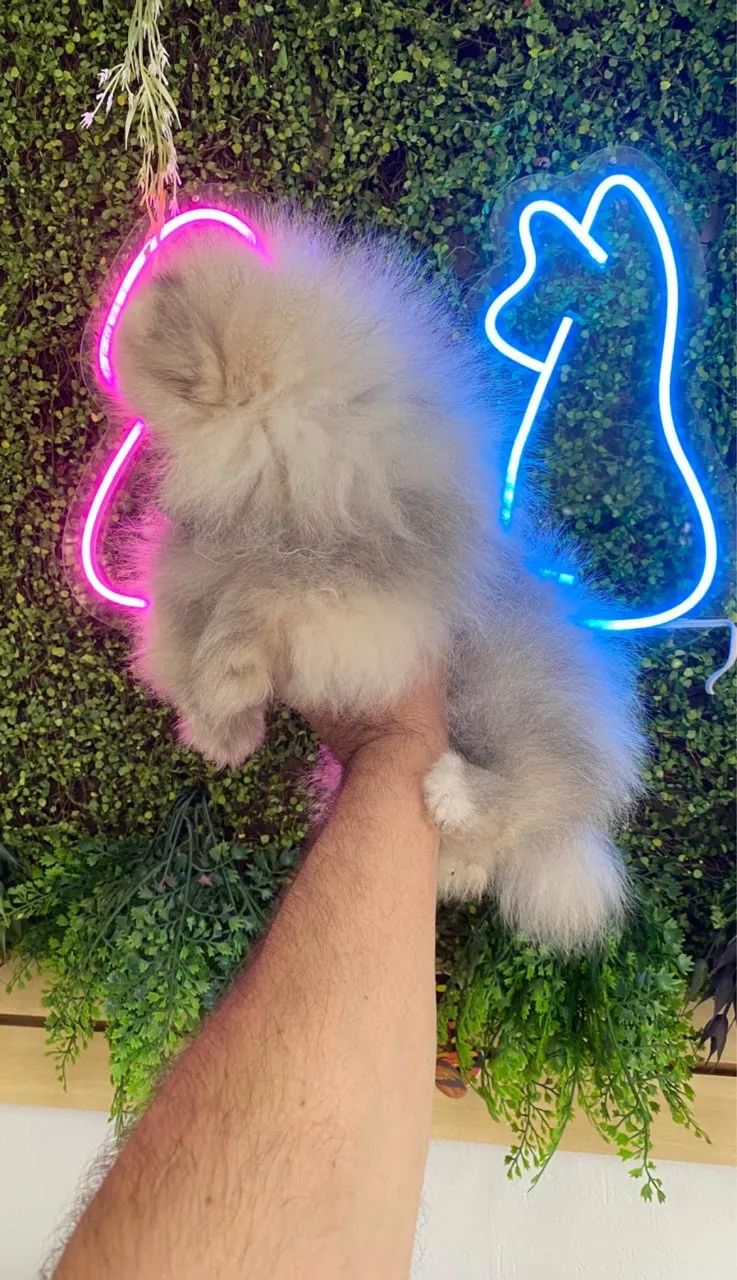 Spitz Alemão bem ursinho!  - Foto 3