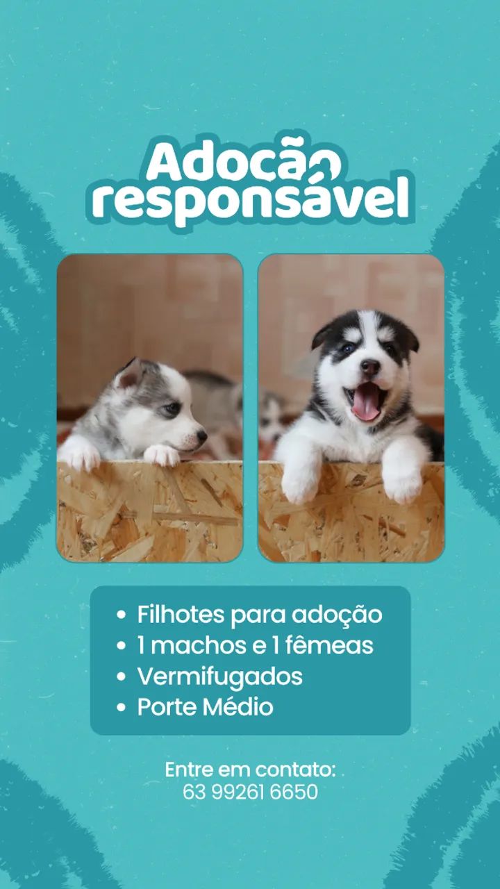 pai de pet