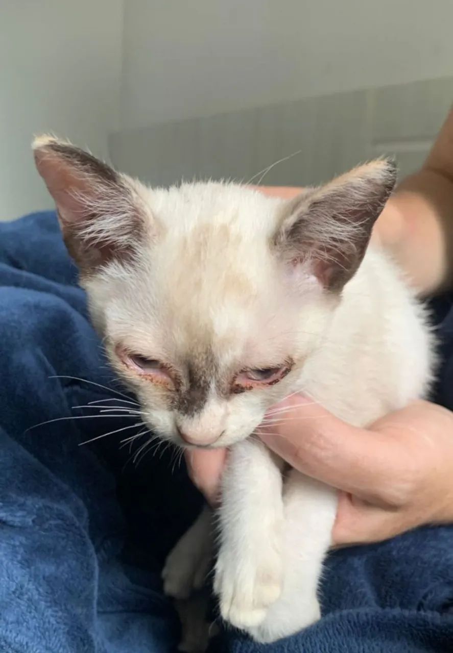 Doação de gatinhos filhotes - Foto 4