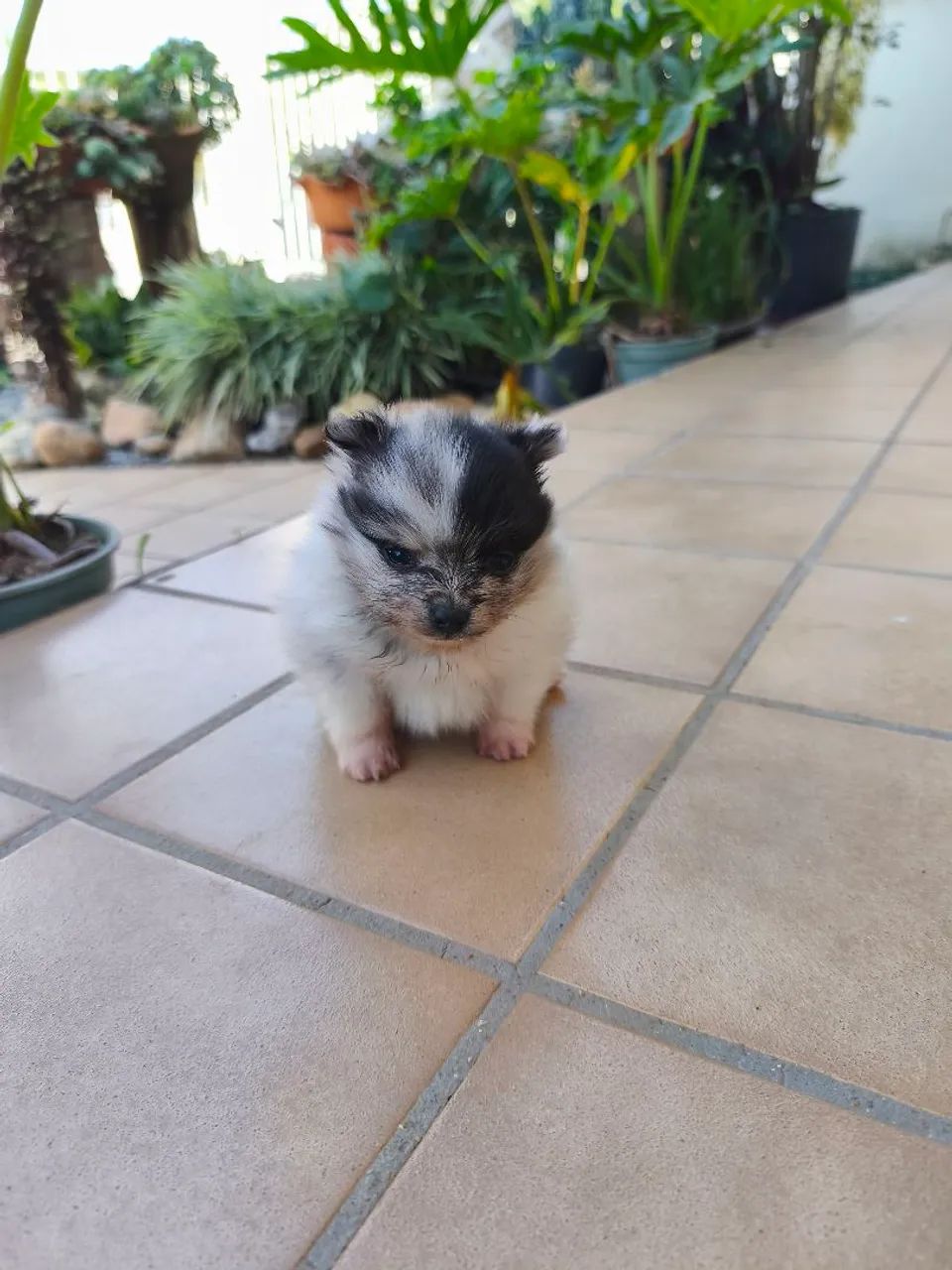 Spitz macho merle (Lulu da Pomerânia) - Foto 2