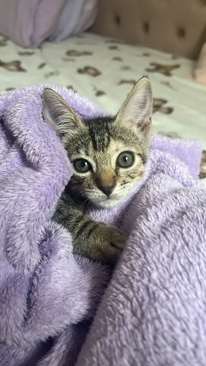 Gatinha para adoção 