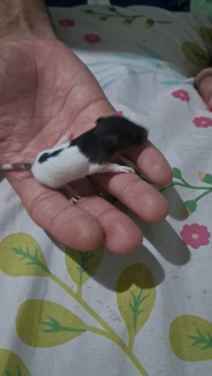 RATO TWISTER  - Foto 5