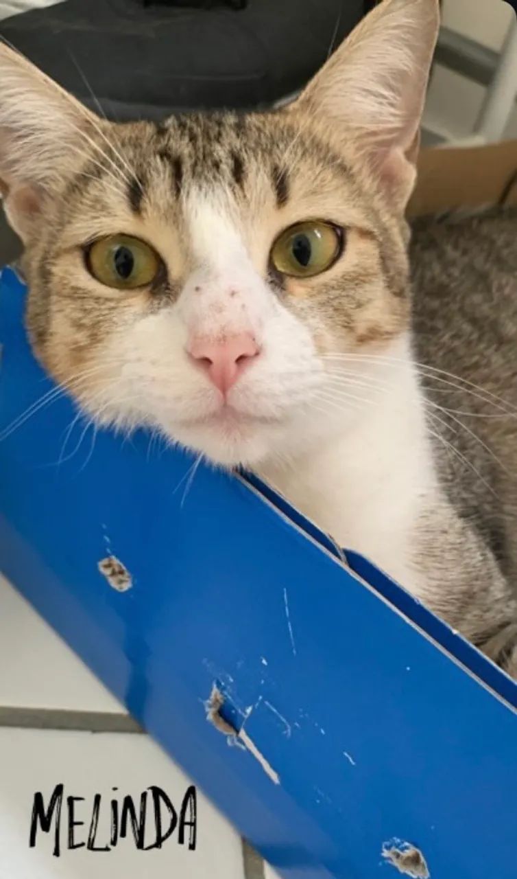 Doação de Gatos Adultos - Foto 2