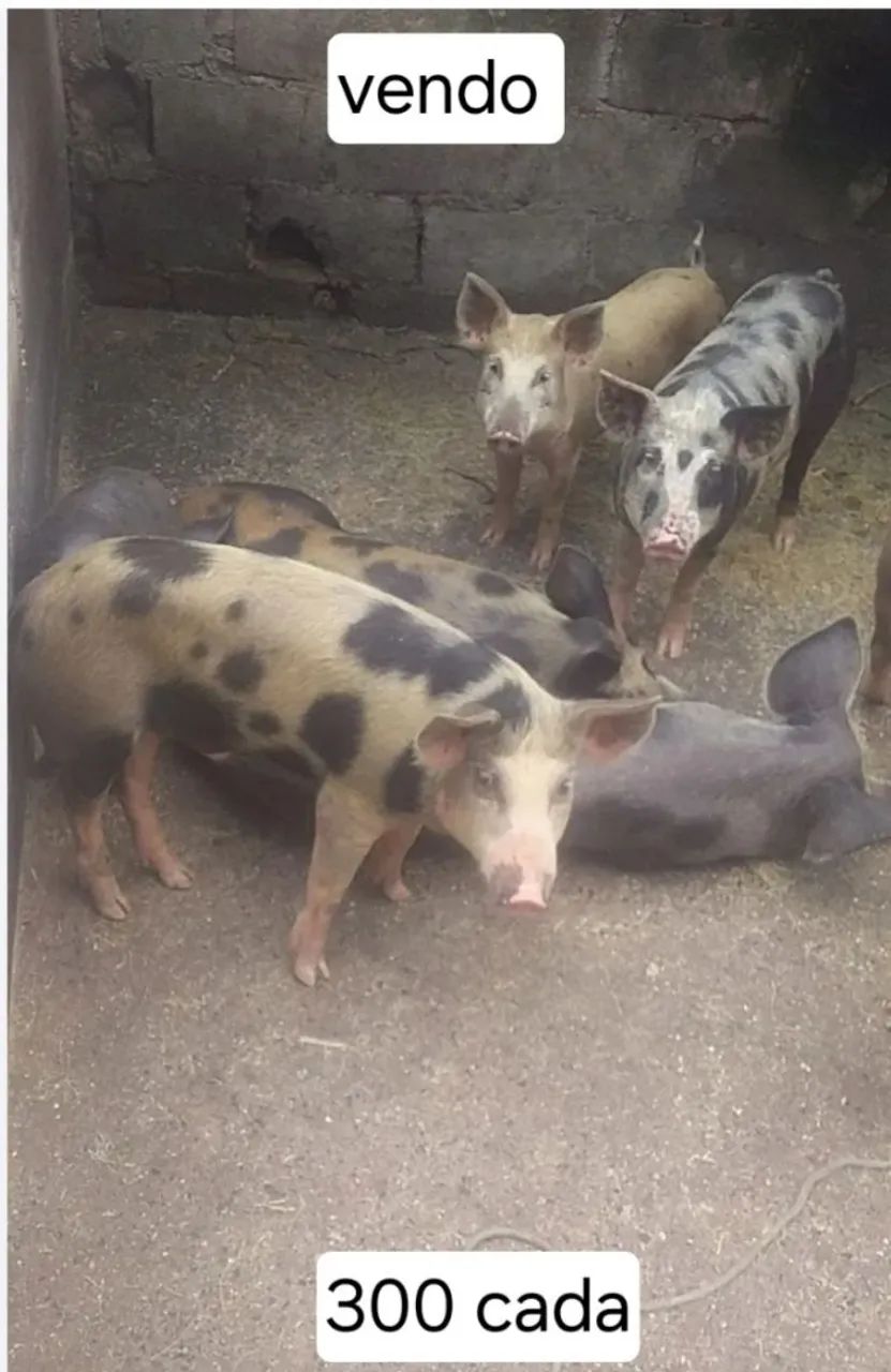 Vendo suínos 
