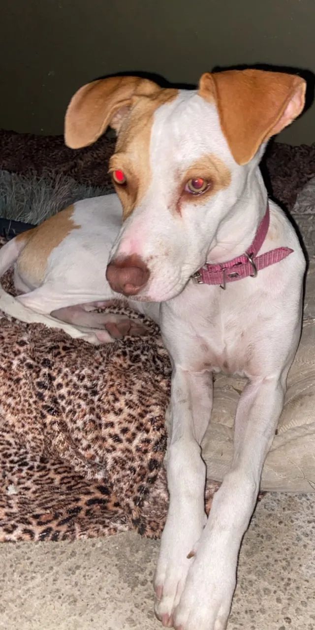 CACHORRA FEMEA EXTREMAMENTE DOCIL - Foto 4