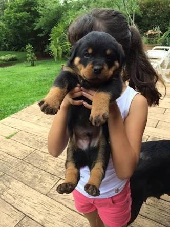 Filhotes de Rottweiler Cabeça de Touro