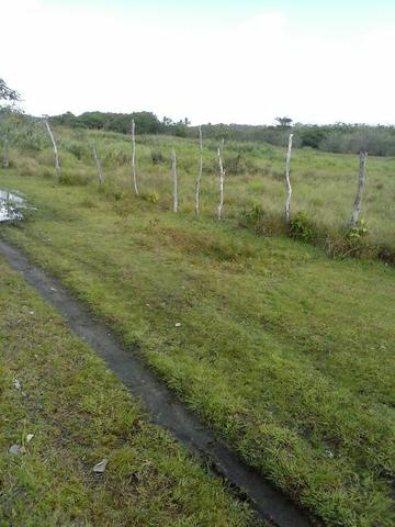 Jenipapo 840.000m2 pasto e floresta nativa - Foto 11