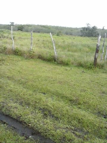 Jenipapo 840.000m2 pasto e floresta nativa - Foto 14